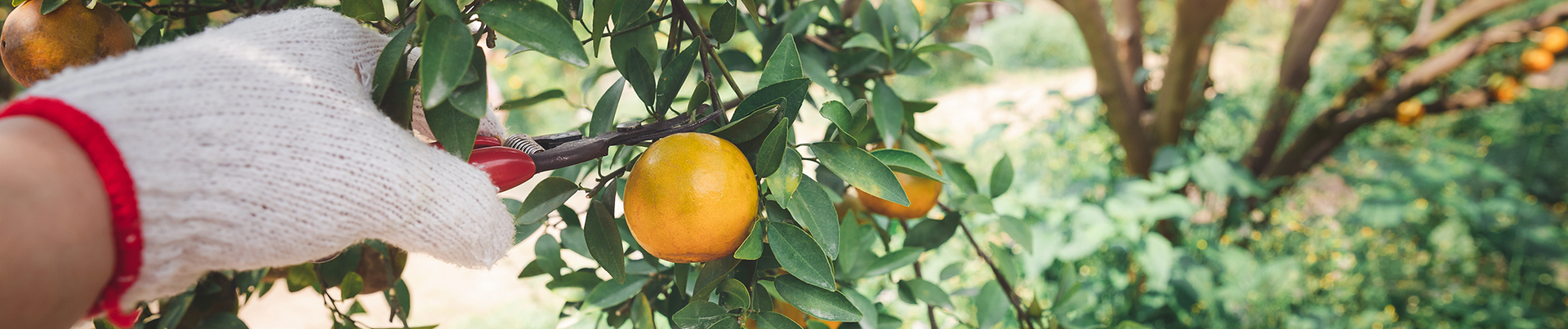 Image shows a hand in a white glove reaching for fruit on a fruit tree.